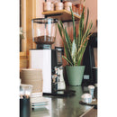 anfim alba grinder